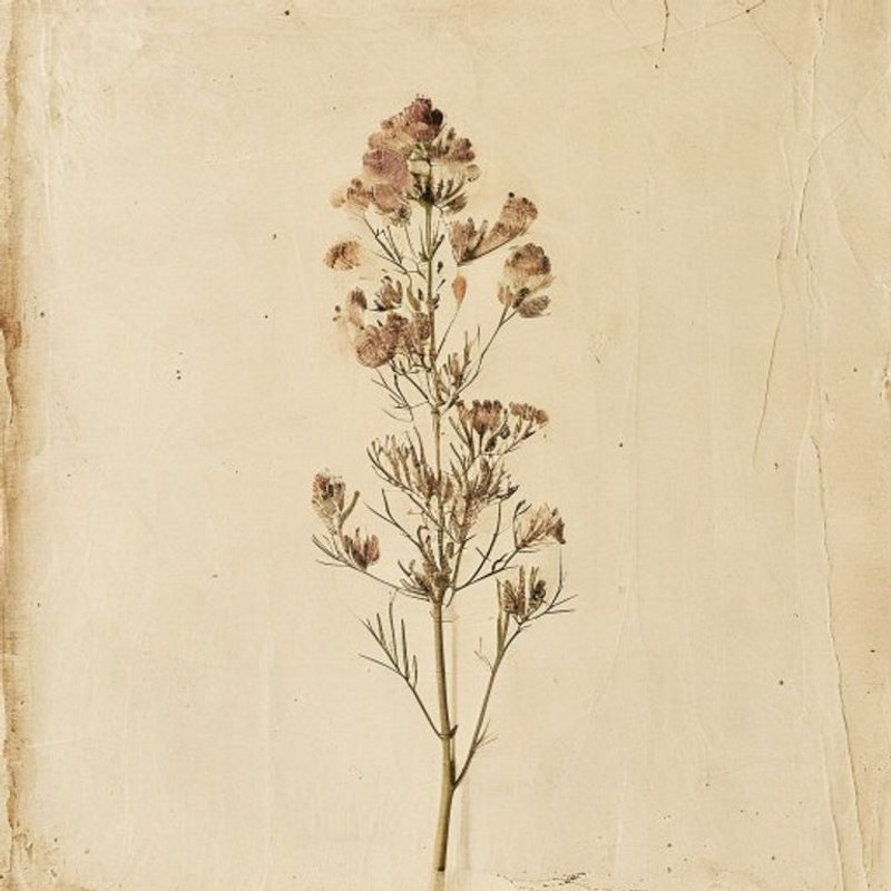 Pulsatilla cernua (Pulsatilla cernua) — botanical photograph