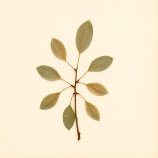 Pyrus salicifolia (Willow-Leaved Pear) — botanical photograph