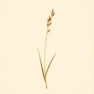 Rhexia virginica (Deer Grass) — botanical photograph