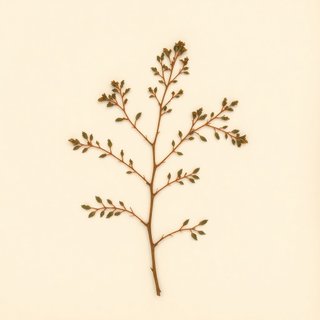 Rhus trilobata (Skunk Bush) — botanical photograph