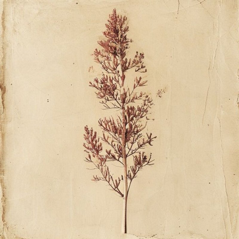 Rhus typhina (Staghorn sumac) — botanical photograph