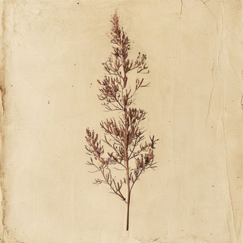 Rhus x pulvinata