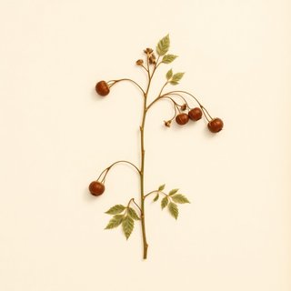 Ribes burejense (Bureja gooseberry) — botanical photograph