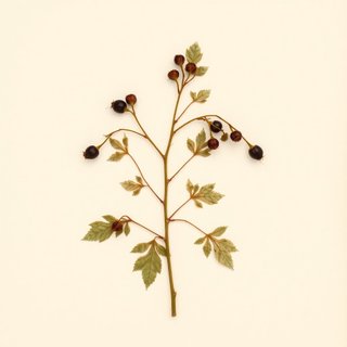 Ribes divaricatum (Coastal Black Gooseberry) — botanical photograph