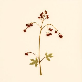 Ribes viscosissimum (Sticky Currant) — botanical photograph