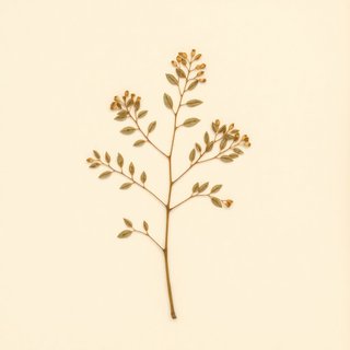 Robinia flava (Robinia flava) — botanical photograph