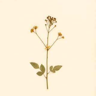 Rosa micrantha (Smallflower sweetbrier) — botanical photograph