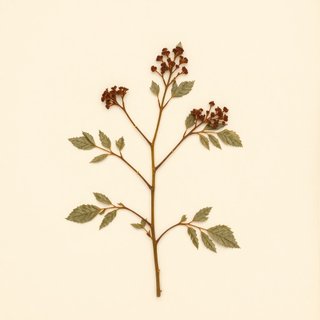 Rubus arcticus (Arctic Bramble) — botanical photograph