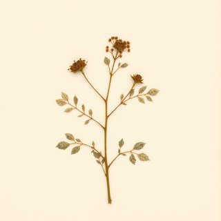 Rubus barbatus (Rubus barbatus) — botanical photograph