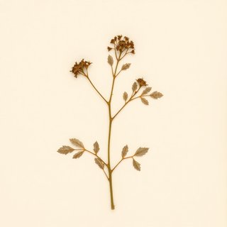 Rubus biflorus (Rubus biflorus) — botanical photograph