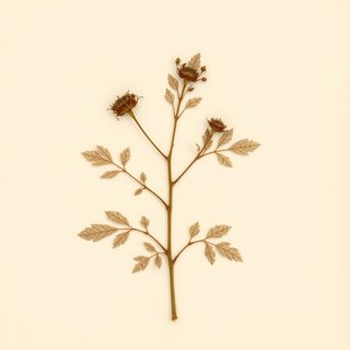 Rubus chroosepalus (Rubus chroosepalus) — botanical photograph