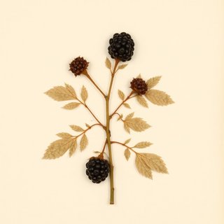 Rubus fruticosus (Blackberry) — botanical photograph