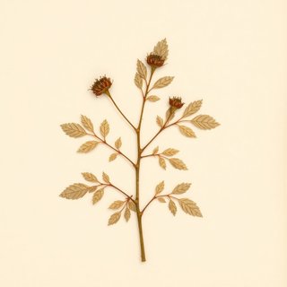 Rubus gunnianus (Rubus gunnianus) — botanical photograph