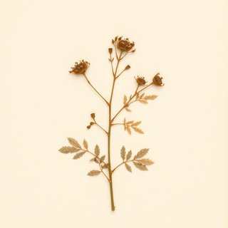 Rubus hirsutus (Rubus hirsutus) — botanical photograph
