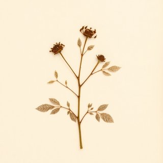 Rubus hypargyrus niveus (Rubus hypargyrus niveus) — botanical photograph