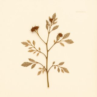 Rubus ikenoensis (Rubus ikenoensis) — botanical photograph