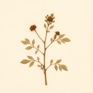 Rubus innominatus (Rubus innominatus) — botanical photograph