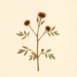 Rubus jacens (Spreading dewberry) — botanical photograph