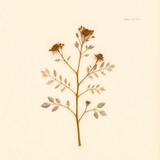 Rubus lanatus (Rubus lanatus) — botanical photograph