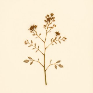 Rubus lineatus (Rubus lineatus) — botanical photograph