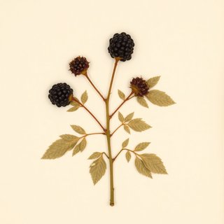 Rubus macropetalus (California Blackberry) — botanical photograph
