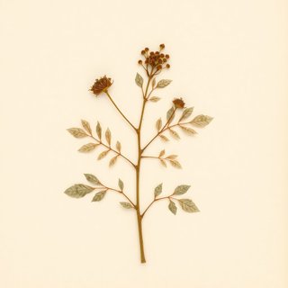 Rubus mesogaeus (Rubus mesogaeus) — botanical photograph