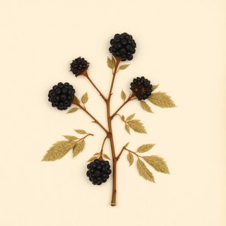 Rubus nigricans (Setose blackberry) — botanical photograph