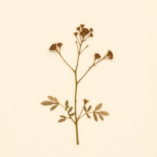 Rubus pungens oldhamii (Rubus pungens oldhamii) — botanical photograph