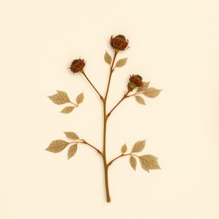 Rubus sanguineus (Rubus sanguineus) — botanical photograph