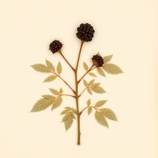 Rubus serissimus (Chesapeake blackberry) — botanical photograph