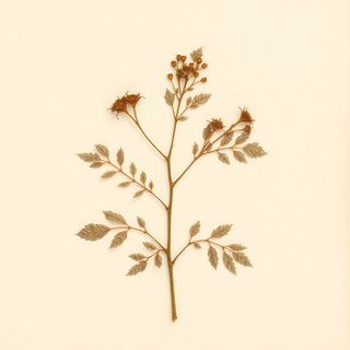Rubus setchuenensis (Rubus setchuenensis) — botanical photograph