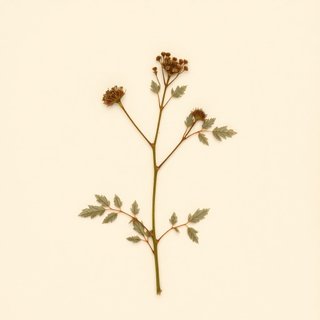 Rubus trivialis (Southern Dewberry) — botanical photograph