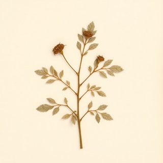 Rubus vernus (Rubus vernus) — botanical photograph
