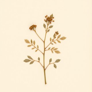 Rubus x neglectus (Rubus x neglectus) — botanical photograph