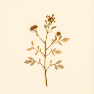 Rubus xanthocarpus (Rubus xanthocarpus) — botanical photograph