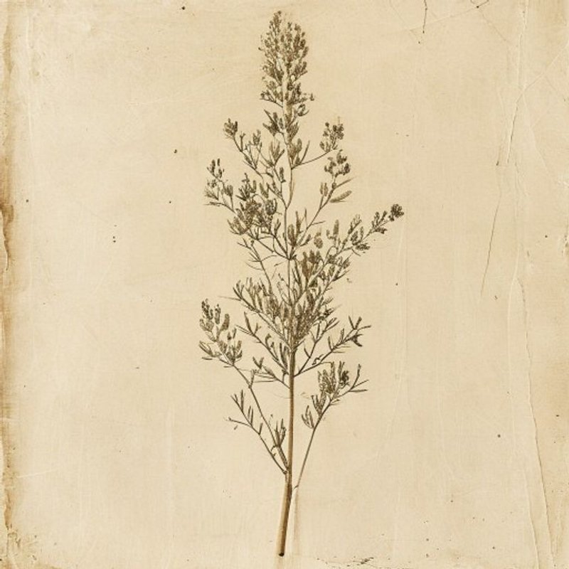 Rumex longifolius (dooryard dock) — botanical photograph