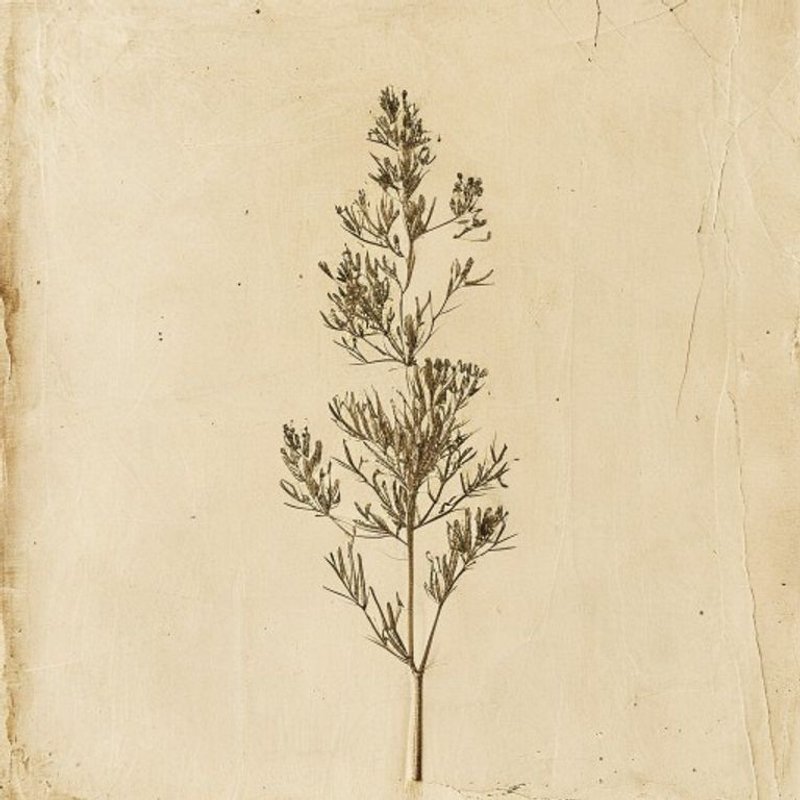 Rumex simpliciflorus
