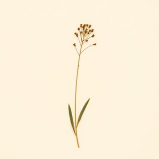 Sagittaria aginashi (Sagittaria aginashi) — botanical photograph