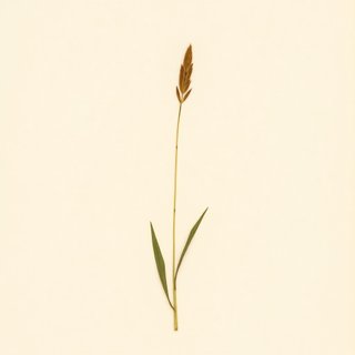 Sagittaria sagittifolia (Arrow Head) — botanical photograph