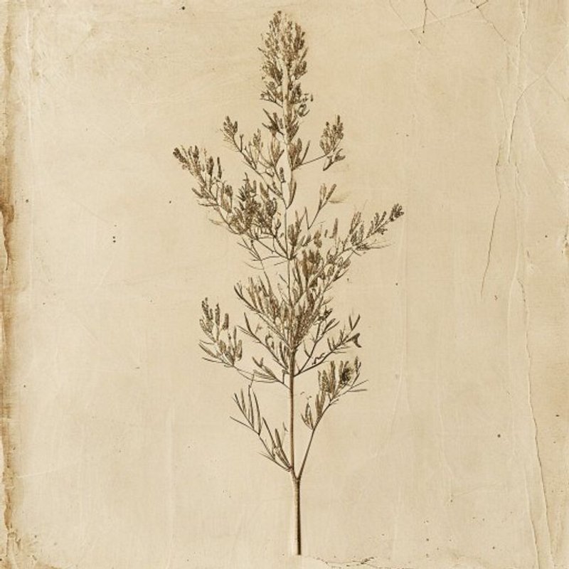 Salix gracilistyla (Salix gracilistyla) — botanical photograph