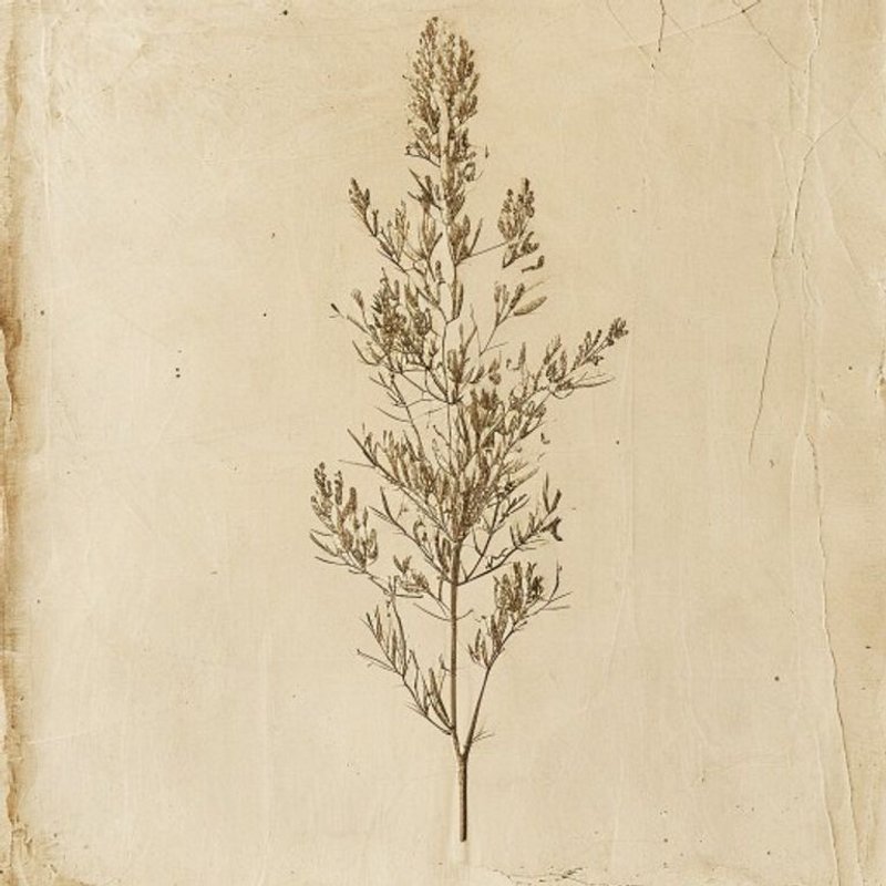 Salix lucida lasiandra (Salix lucida lasiandra) — botanical photograph
