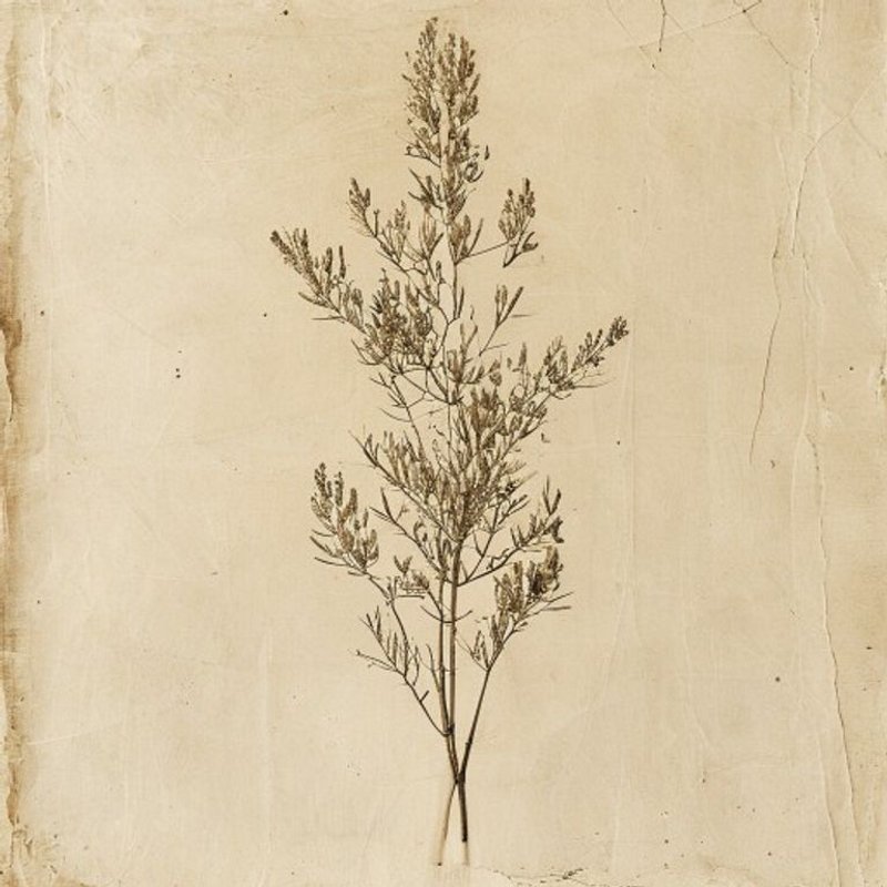 Salix taxifolia (Salix taxifolia) — botanical photograph