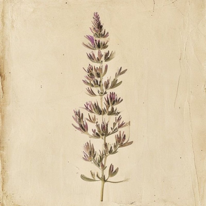 Salvia lanata (Salvia lanata) — botanical photograph
