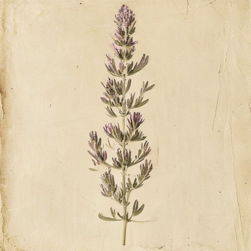 Salvia verbenaca