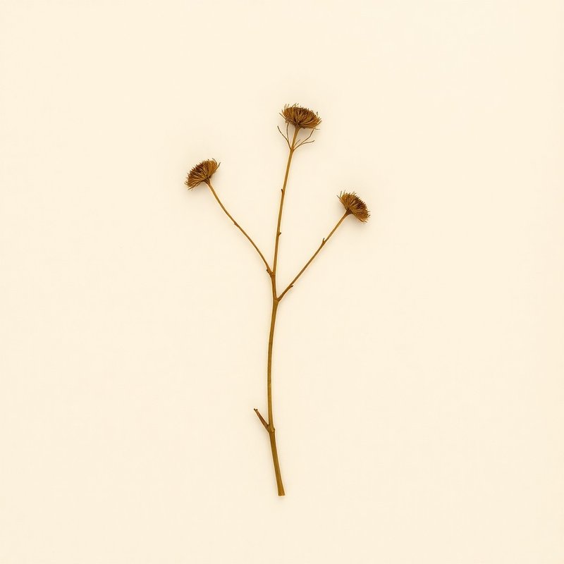 Sapindus mukorossi