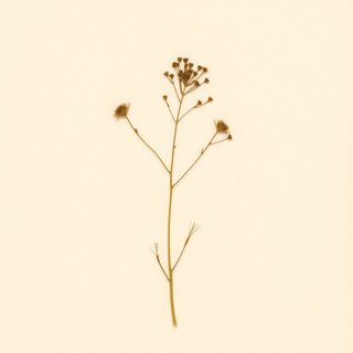 Sasa cernua (Sasa cernua) — botanical photograph