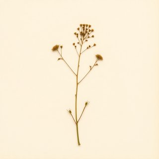 Sasa kurilensis (Chishima Zasa) — botanical photograph