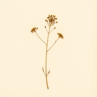 Sasa nipponica (Miyako-Zasa) — botanical photograph