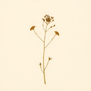 Sasa senanensis (Sasa senanensis) — botanical photograph