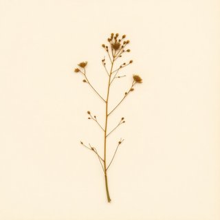 Sasa veitchii (Kuma-Zasa) — botanical photograph
